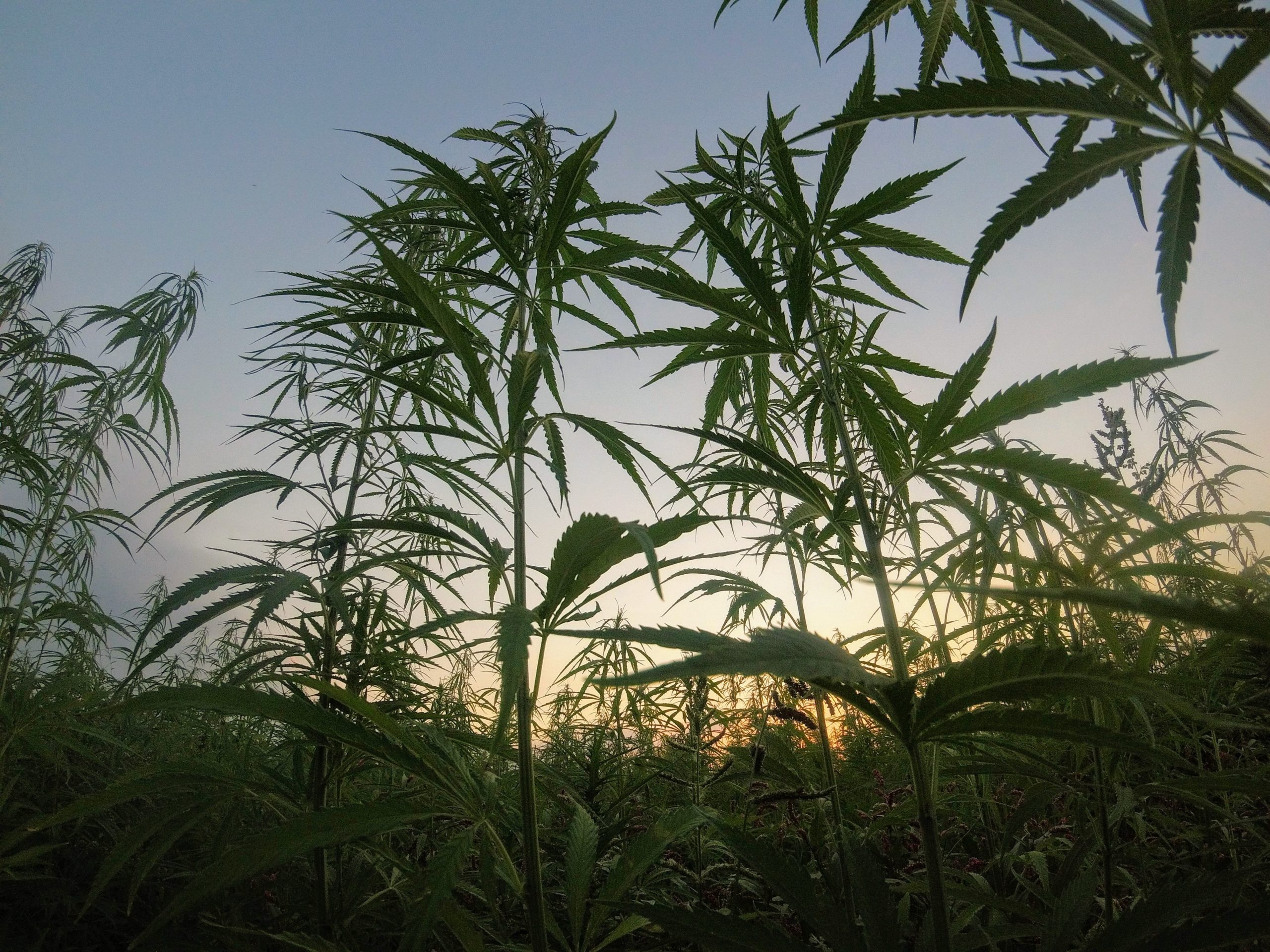 Thailand Will Allow Its Citizens To Grow Cannabis At Home Soon – Dam  Connections